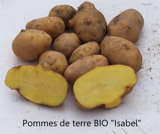 Pomme de terre bio isabel